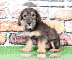 Schnoodle (Standard) Puppy for sale in BEL AIR, MD, USA
