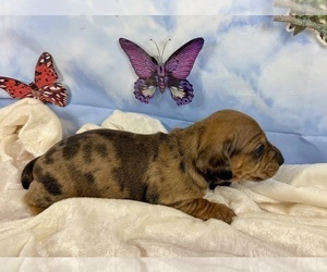 Dachshund Puppy for sale in CASSVILLE, MO, USA