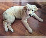 Small Photo #6 Golden Retriever Puppy For Sale in LEXINGTON, KY, USA