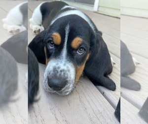 Basset Hound Puppy for sale in SAINT PETERSBURG, FL, USA