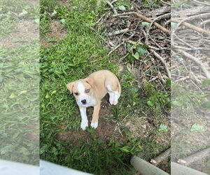 American Staffordshire Terrier-Siberian Husky Mix Dogs for adoption in Chester, VA, USA