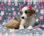 Small #5 Australian Shepherd