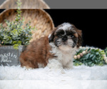 Small Photo #11 Shih Tzu Puppy For Sale in CLARE, MI, USA