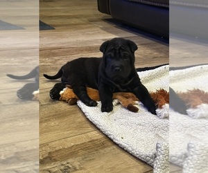 Chinese Shar-Pei Puppy for sale in GULF BREEZE, FL, USA