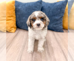 Small #1 Cavapoo (Miniature)