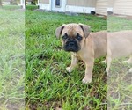 Small Photo #3 French Bulldog Puppy For Sale in LAKELAND, FL, USA