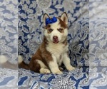 Small Photo #1 Pomsky Puppy For Sale in PEACH BOTTOM, PA, USA