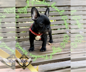 French Bulldog Puppy for sale in ATHENS, GA, USA