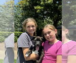 Small #1 American Pit Bull Terrier Mix