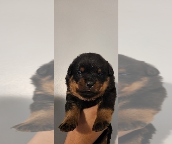 Medium Photo #5 Rottweiler Puppy For Sale in SAN BERNARDINO, CA, USA