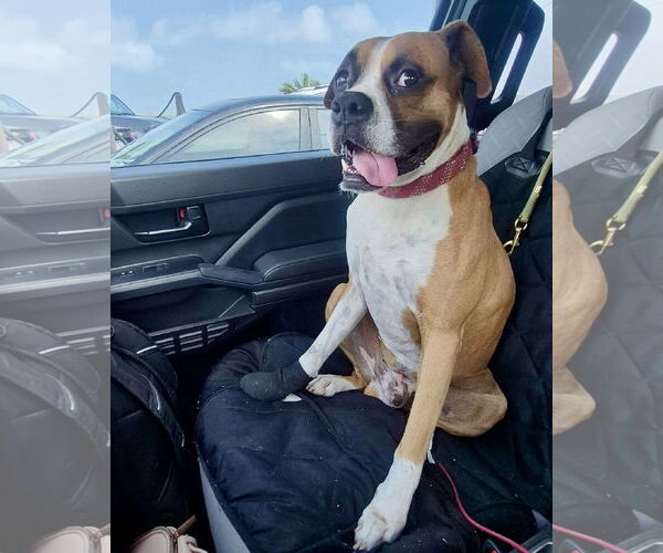 Medium Photo #2 Boxer Puppy For Sale in Dumont, NJ, USA