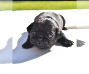 Pug Puppy for sale in PALM COAST, FL, USA