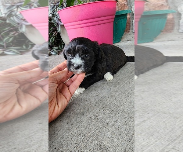 Medium Photo #2 Shih-Poo Puppy For Sale in GREENWOOD, WI, USA
