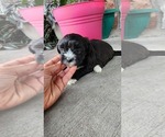 Small #1 Shih-Poo