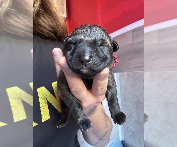 Medium Photo #1 German Shepherd Dog Puppy For Sale in LAKE ELSINORE, CA, USA