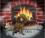 Small Photo #12 Poodle (Toy) Puppy For Sale in CHANUTE, KS, USA