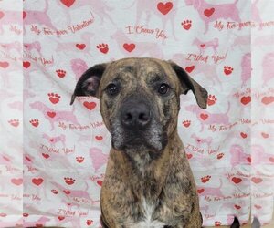 American Pit Bull Terrier-Unknown Mix Dogs for adoption in Gates Mills, OH, USA