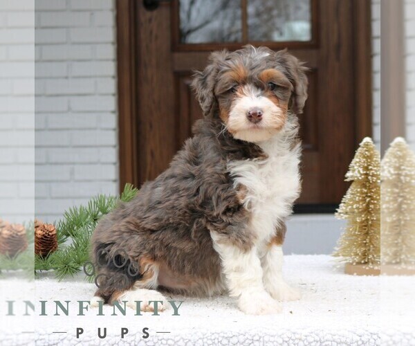 Medium Photo #1 Bernedoodle (Miniature) Puppy For Sale in NARVON, PA, USA