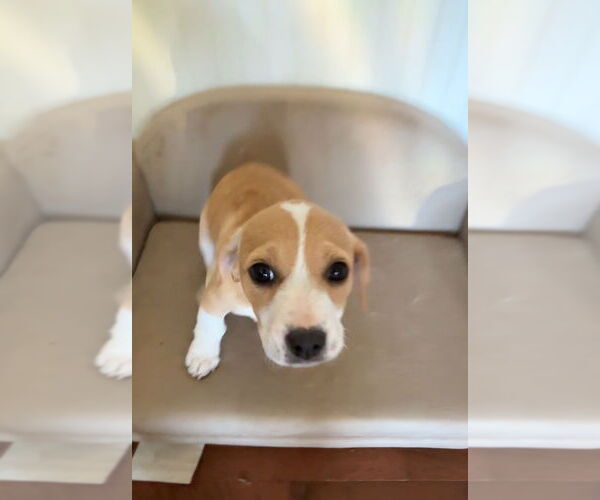 Medium Photo #1 Basset Hound Puppy For Sale in Harrison, AR, USA