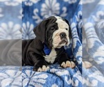Small Photo #6 Olde English Bulldogge Puppy For Sale in OXFORD, PA, USA