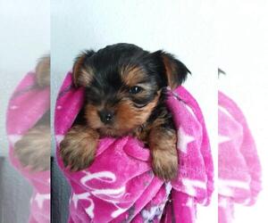 Yorkshire Terrier Puppy for sale in LEBANON, OR, USA