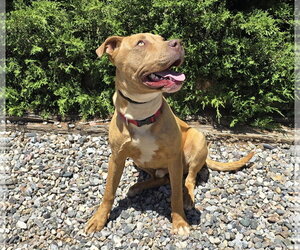 Charismatic Mr Claudio ~ American Bully - Male American Staffordshire Terrier Dog for Adoption - Photo #5