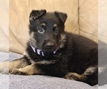Small #41 German Shepherd Dog