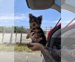 Puppy Teddy Yorkshire Terrier