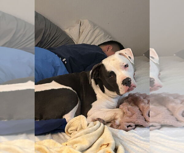 Medium Photo #1 American Pit Bull Terrier-Unknown Mix Puppy For Sale in Brewster, NY, USA