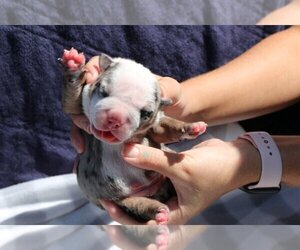 English Bulldog Puppy for sale in NAPLES, FL, USA