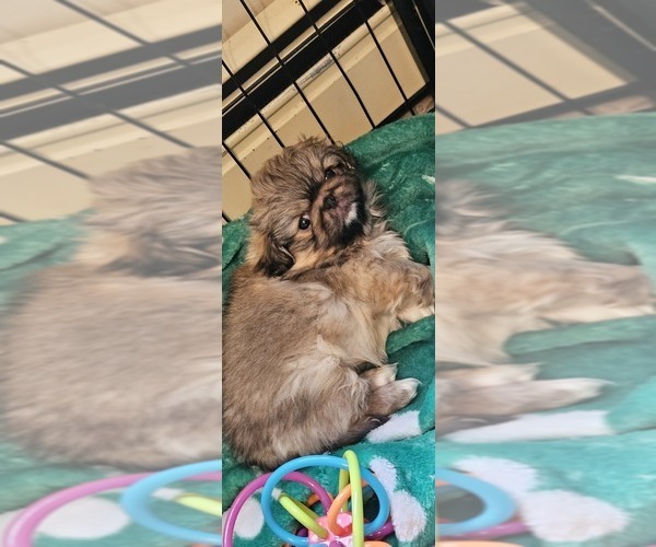 Medium Photo #2 Pekingese Puppy For Sale in PITTSTOWN, NJ, USA
