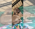 Small #1 Pekingese