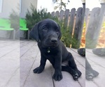 Small Labrador Retriever