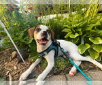 Small #1 Beagle Mix