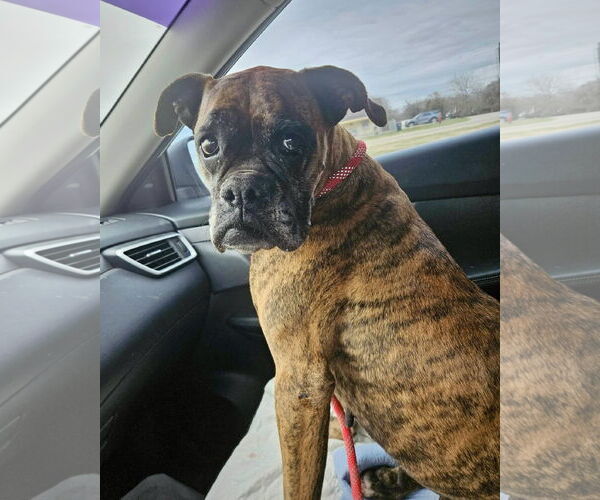 Medium Photo #4 Boxer Puppy For Sale in Dumont, NJ, USA