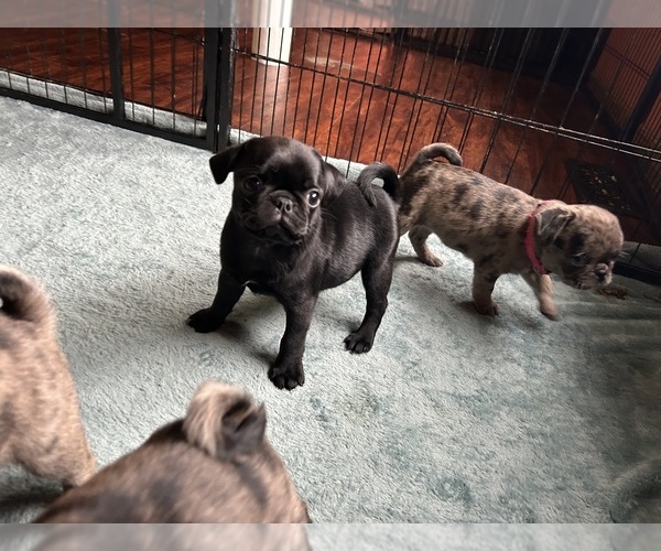 Medium Photo #1 Pug Puppy For Sale in BLOOMINGTON, IL, USA