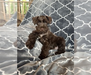 Medium Schnauzer (Miniature)