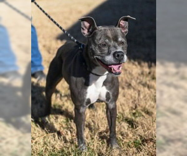 Medium Photo #5 Mutt Puppy For Sale in Glen Allen, VA, USA