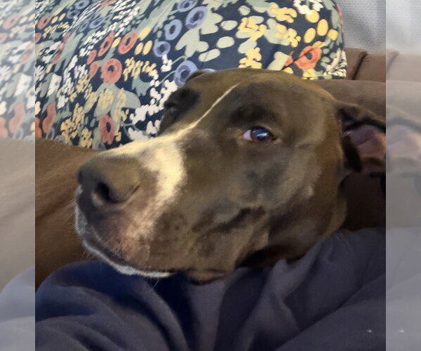 Medium Photo #6 Great Dane-Unknown Mix Puppy For Sale in Minneapolis, MN, USA