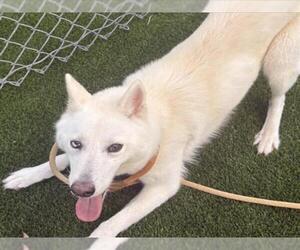 German Shepherd Dog Dogs for adoption in Texas City, TX, USA