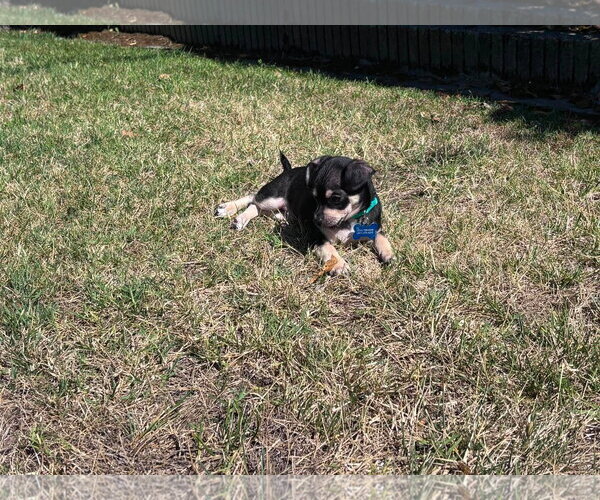 Medium Photo #10 Chihuahua-Unknown Mix Puppy For Sale in Corona, CA, USA