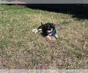 Odie - Male Chihuahua-Unknown Mix Dog for Adoption - Photo #10