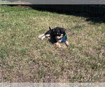 Small #9 Chihuahua Mix
