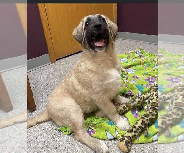 Medium Photo #12 Anatolian Shepherd-Unknown Mix Puppy For Sale in Plymouth, MN, USA