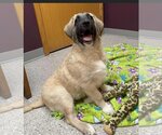 Small Photo #12 Anatolian Shepherd-Unknown Mix Puppy For Sale in Plymouth, MN, USA