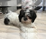 Small Photo #1 Shorkie Tzu Puppy For Sale in VAN NUYS, CA, USA