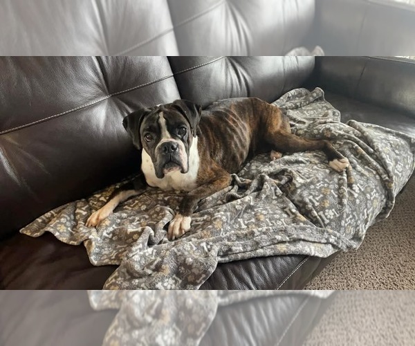 Medium Photo #3 Boxer Puppy For Sale in Burnsville, MN, USA