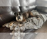 Small #2 Boxer
