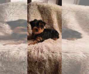 Yorkshire Terrier Puppy for sale in INDIANAPOLIS, IN, USA