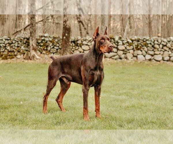 Medium Photo #1 Doberman Pinscher Puppy For Sale in WARSAW, IN, USA